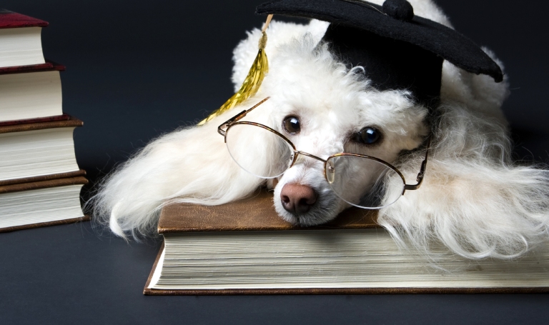 Τα έξυπνα σκυλιά μπορούν να μάθουν εκατοντάδες λέξεις