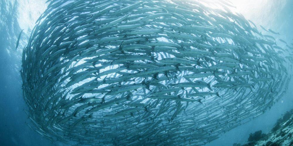 Ψάρια: Πώς θα αλλάξει η διατροφή μας μέχρι το 2050