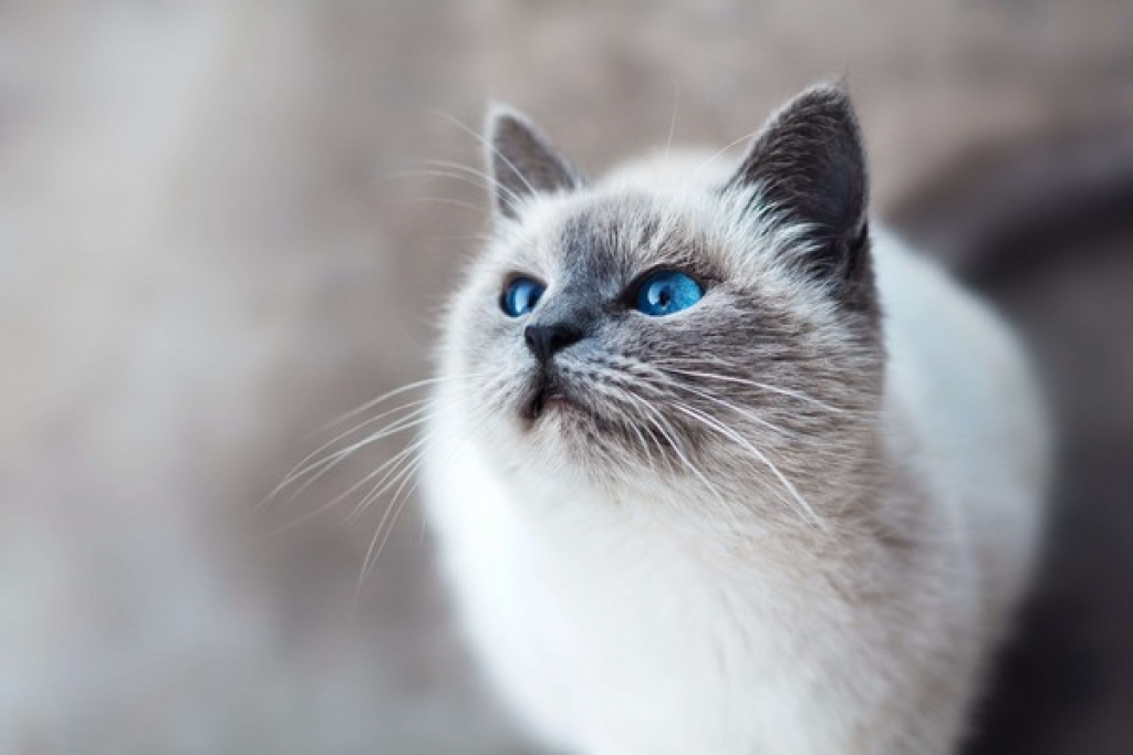 Οι γάτες χρησιμοποιούν νοητικό GPS για να γνωρίζουν πάντα που βρίσκεται ο άνθρωπος