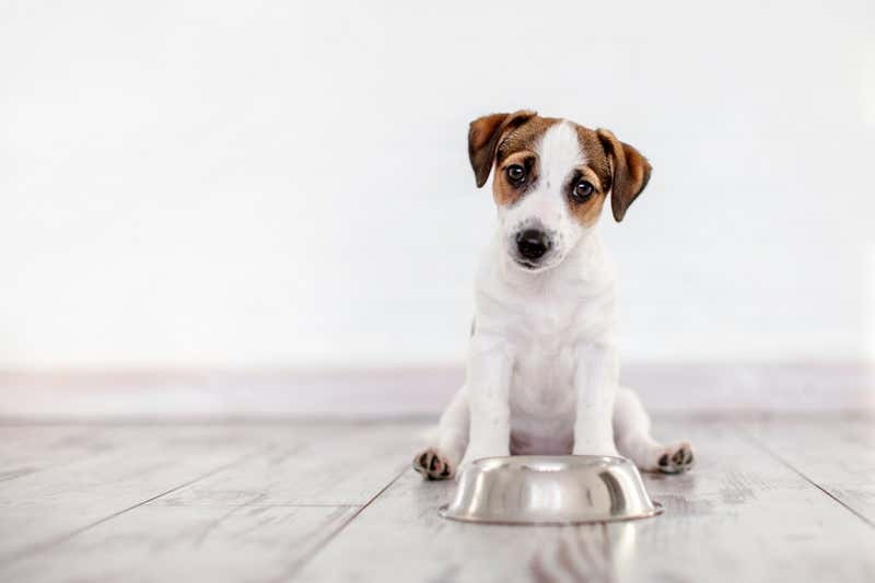 Αν ταΐζετε τους σκύλους μία φορά την ημέρα μπορεί να τους κρατήσει πιο υγιείς καθώς γερνούν