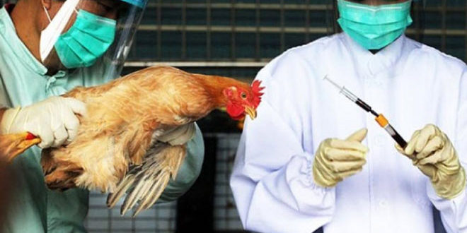 Γρίπη των πτηνών: Νεκρό 11χρονο κορίτσι στην Καμπότζη μετά από μόλυνση