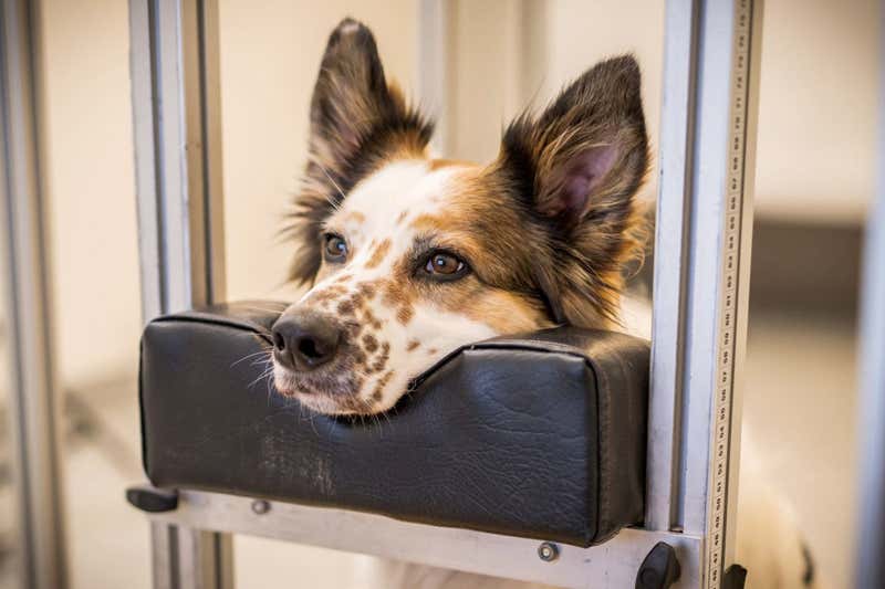 Τα σκυλιά παρατηρούν όταν τα κινούμενα σχέδια υπολογιστή παραβιάζουν τους νόμους της φυσικής του Νεύτωνα