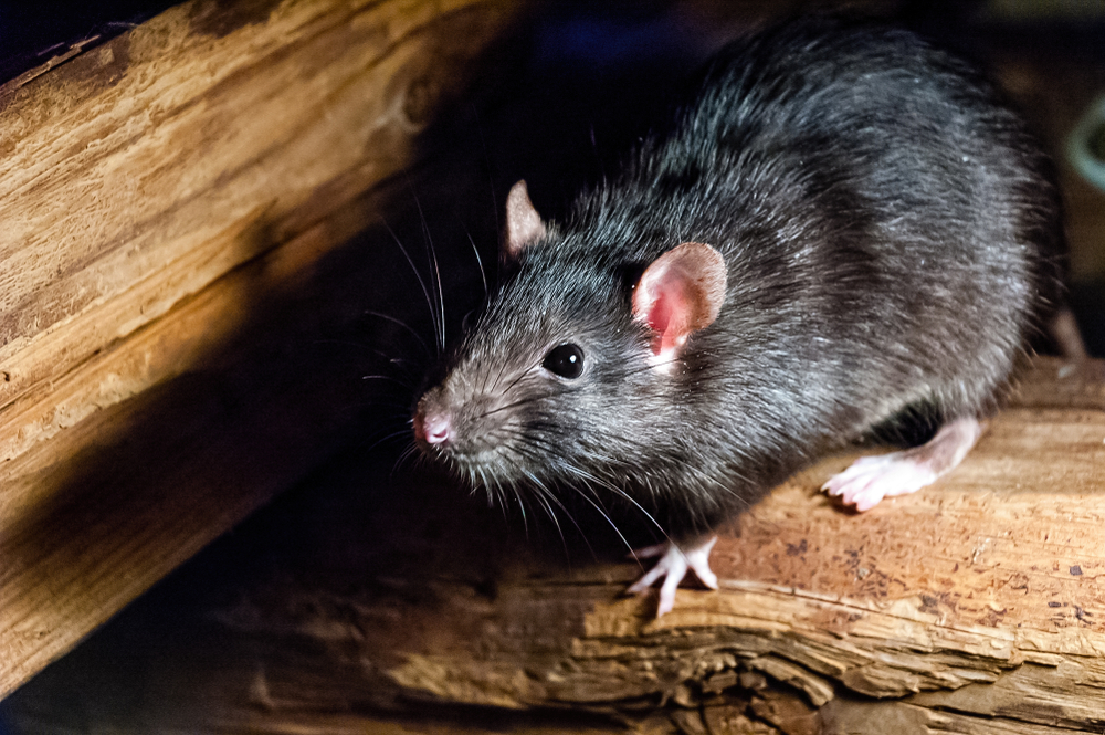 Ρωσία: Η Όμικρον μολύνει ποντίκια και αρουραίους