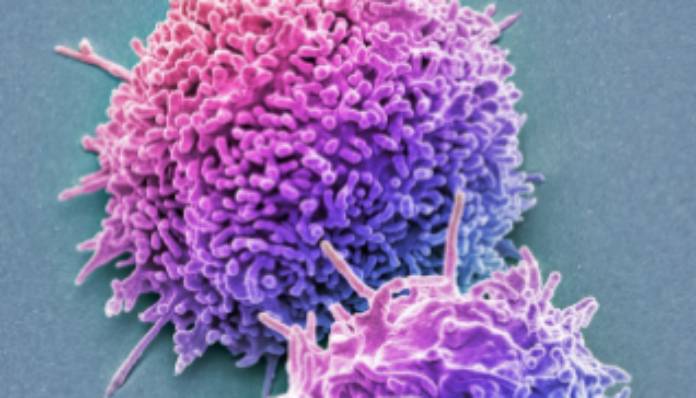 Τα Τ λεμφοκύτταρα στην μάχη έναντι της Όμικρον
