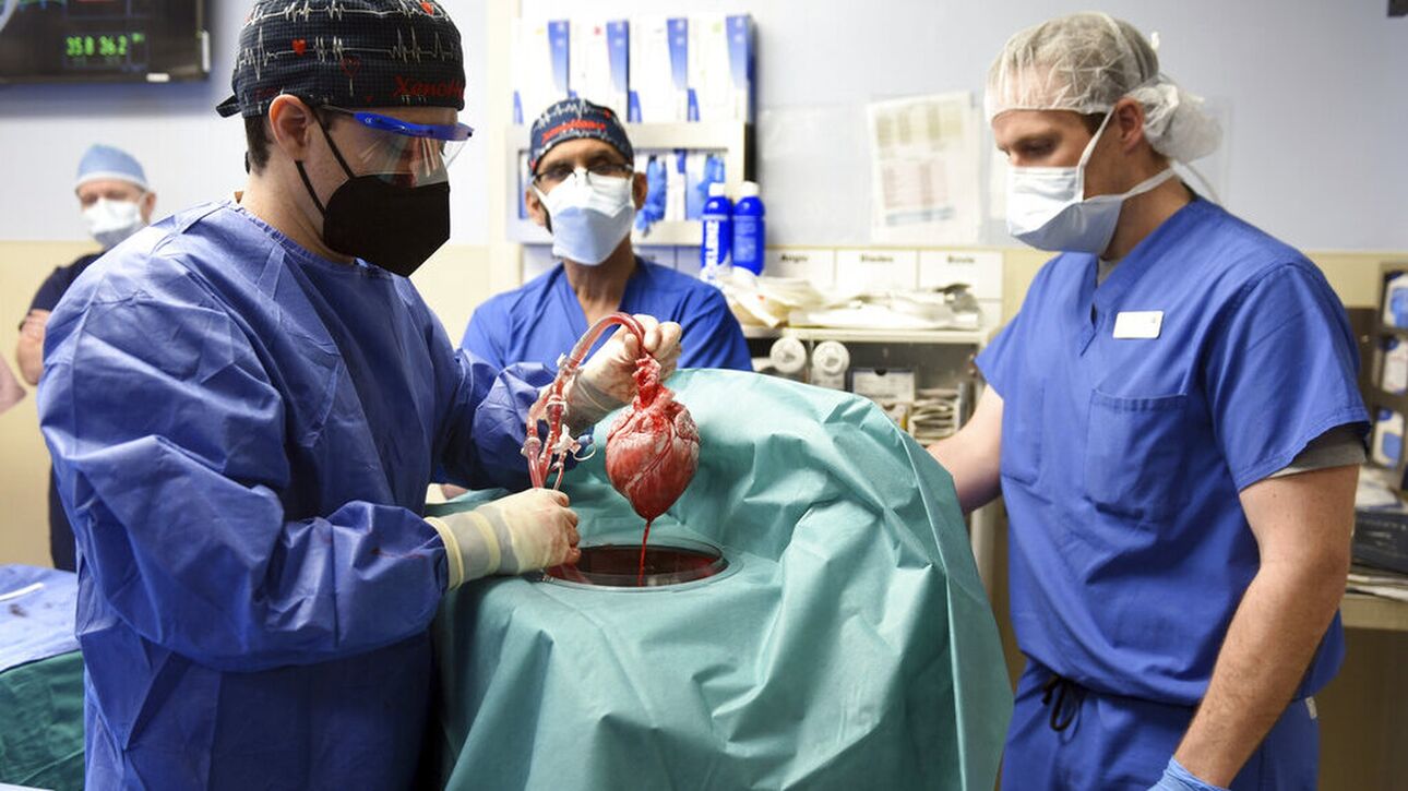 Ιστορικό ιατρικό επίτευγμα: Έγινε μεταμόσχευση καρδιάς χοίρου σε άνθρωπο