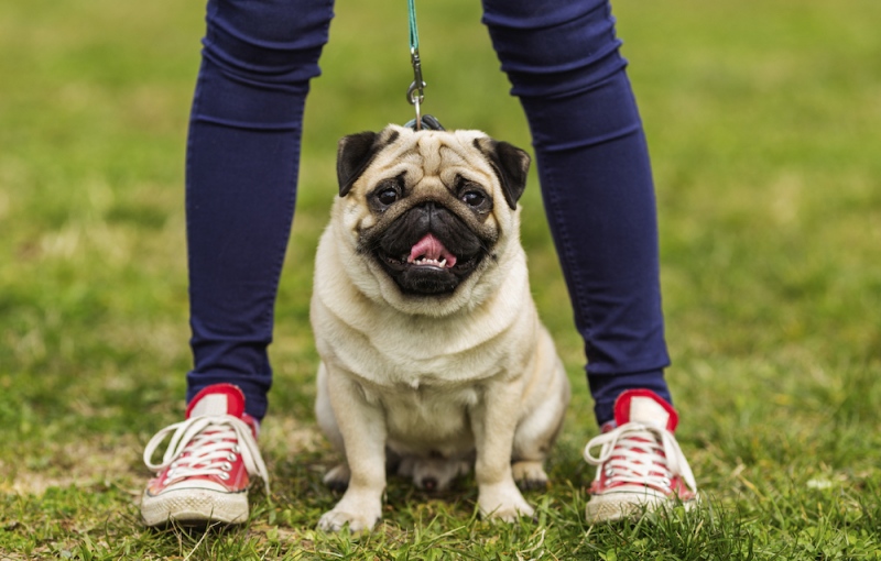 Βόλτα με τον σκύλο: Πόσο αυξάνει το προσδόκιμο ζωής