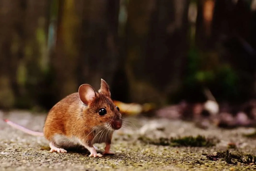 Στέλεχος Όμικρον: Μπορεί ο ιός να μεταλλάχθηκε στα ποντίκια;