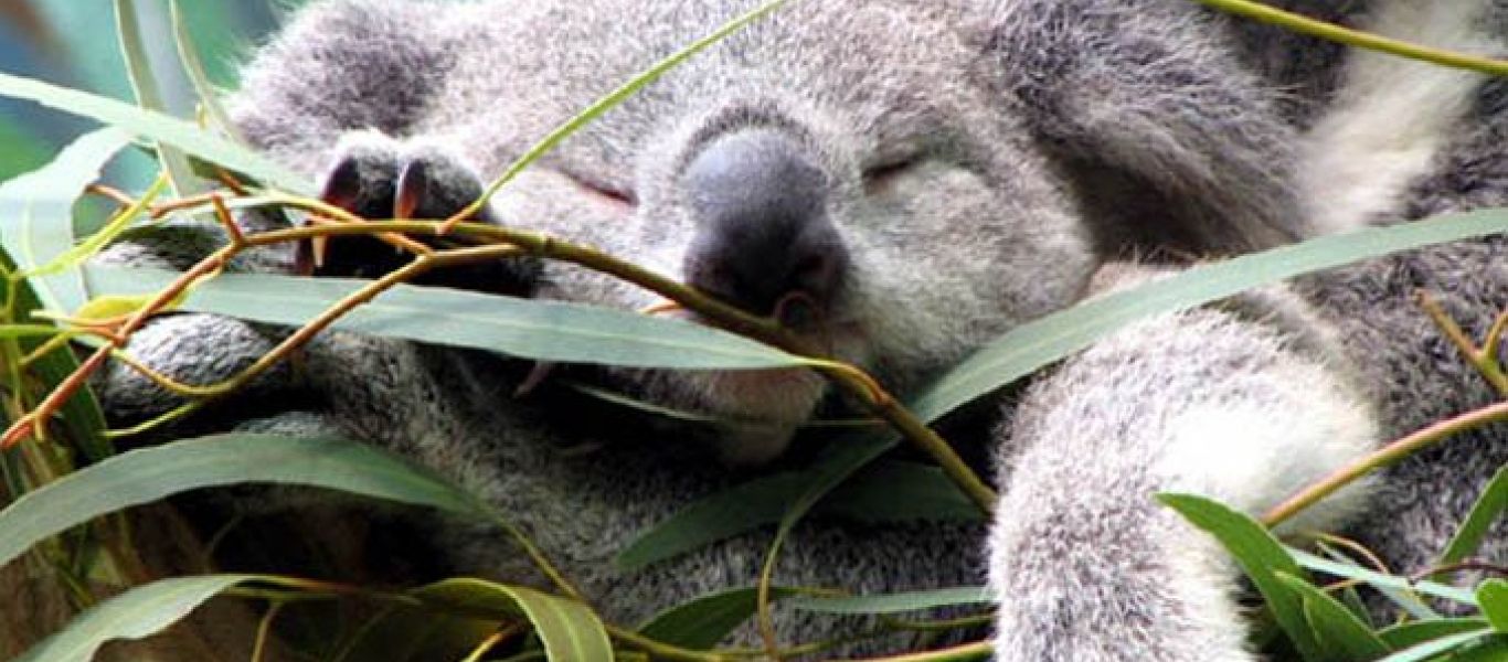 Σπάει τα ρεκόρ στον ύπνο: Αυτό το ζώο κοιμάται 20 ώρες το 24ωρο
