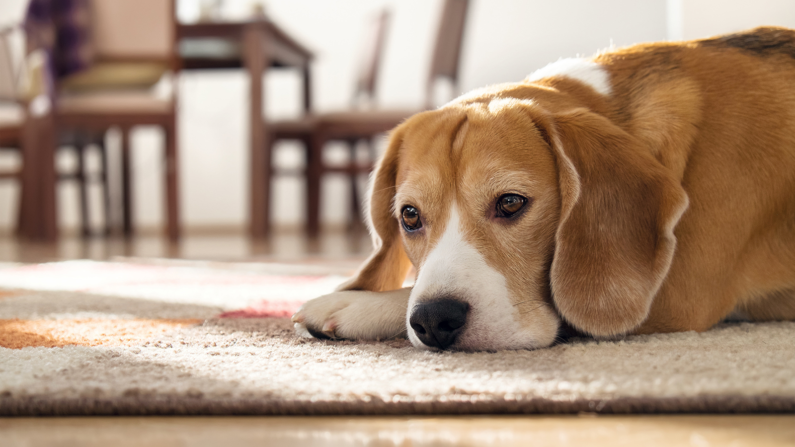 Μήπως ο σκύλος σας είναι επιθετικός όταν σας πλησιάζουν; Τι μπορεί να σημαίνει