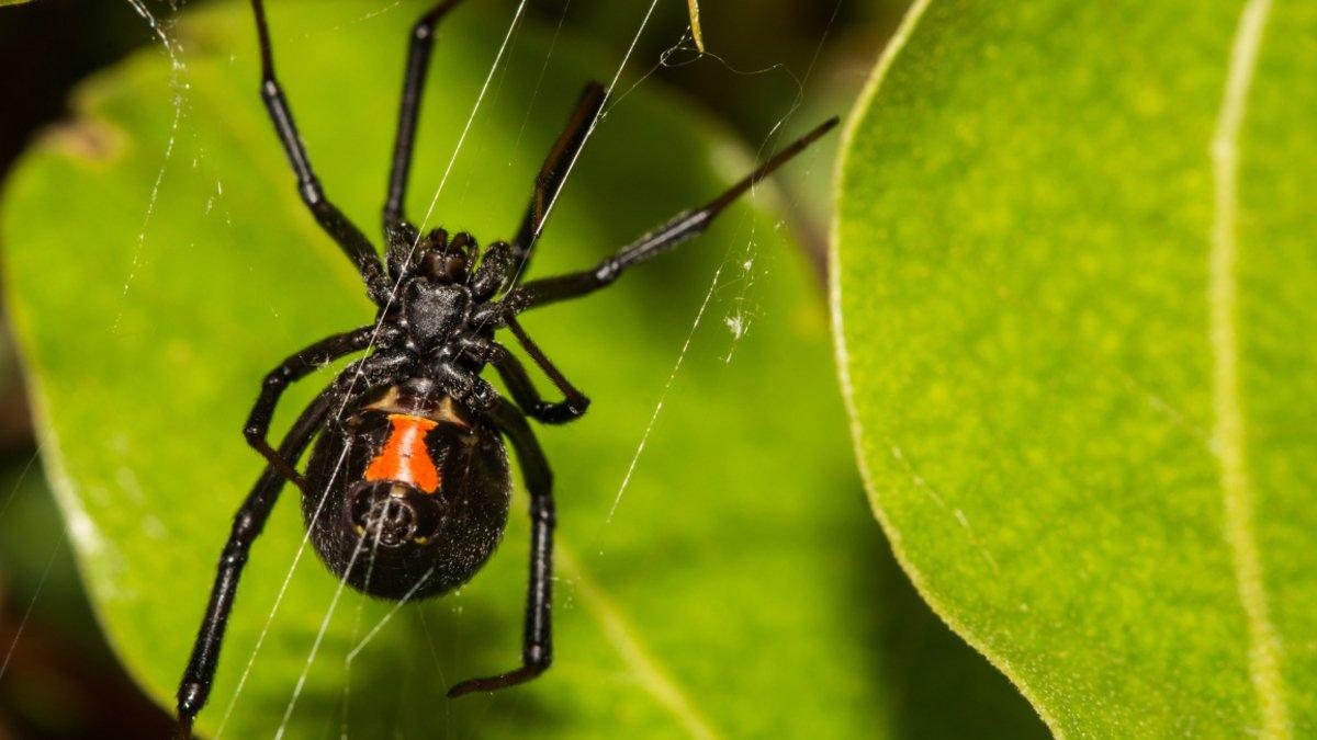 Αυτή είναι η αράχνη «μαύρη χήρα» που παραλίγο να σκοτώσει 36χρονο από το Αίγιο