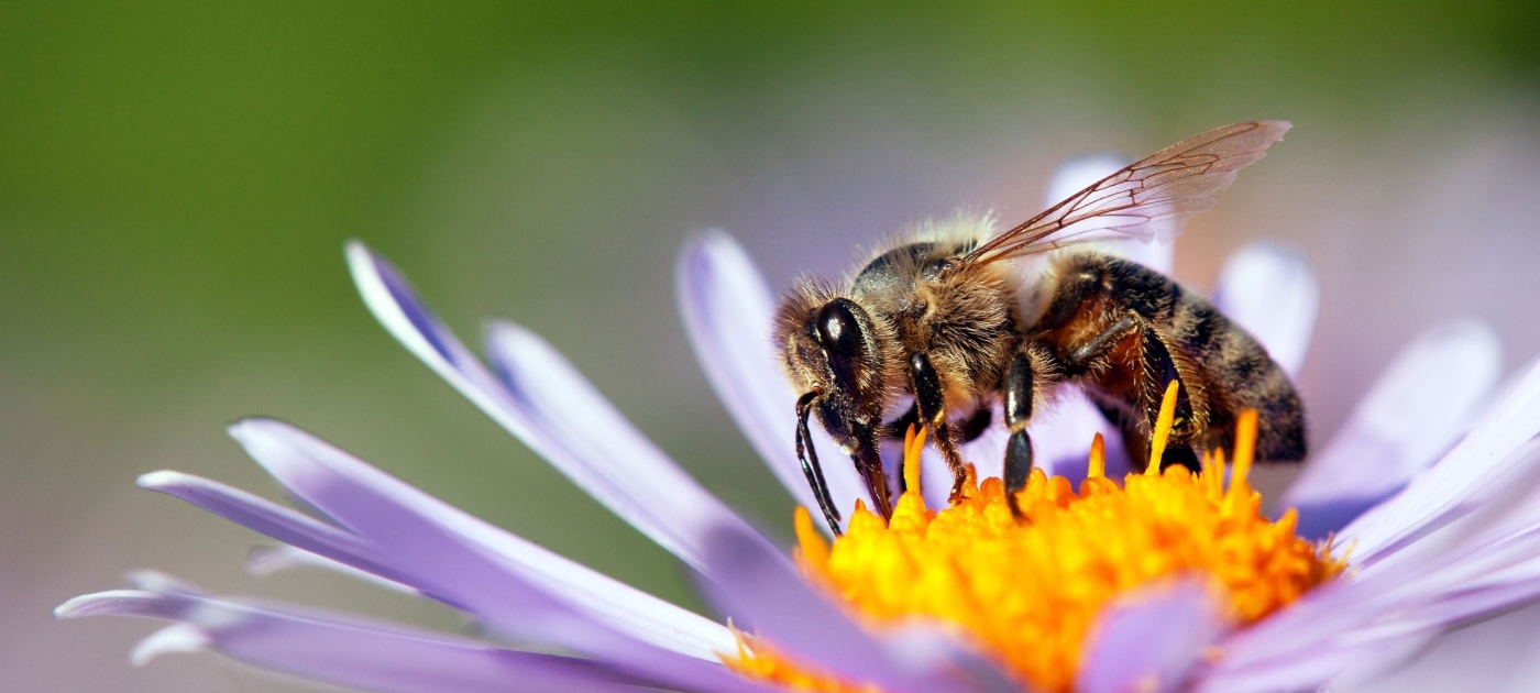 Τσίμπημα μέλισσας: Δραστικοί τρόποι αντιμετώπισης