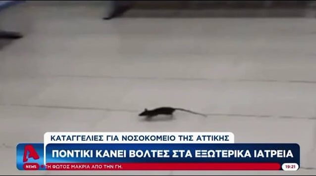 Eλληνικά νοσοκομεία 2022: Ποντίκια τρέχουν «χαρούμενα» στους διαδρόμους (βίντεο