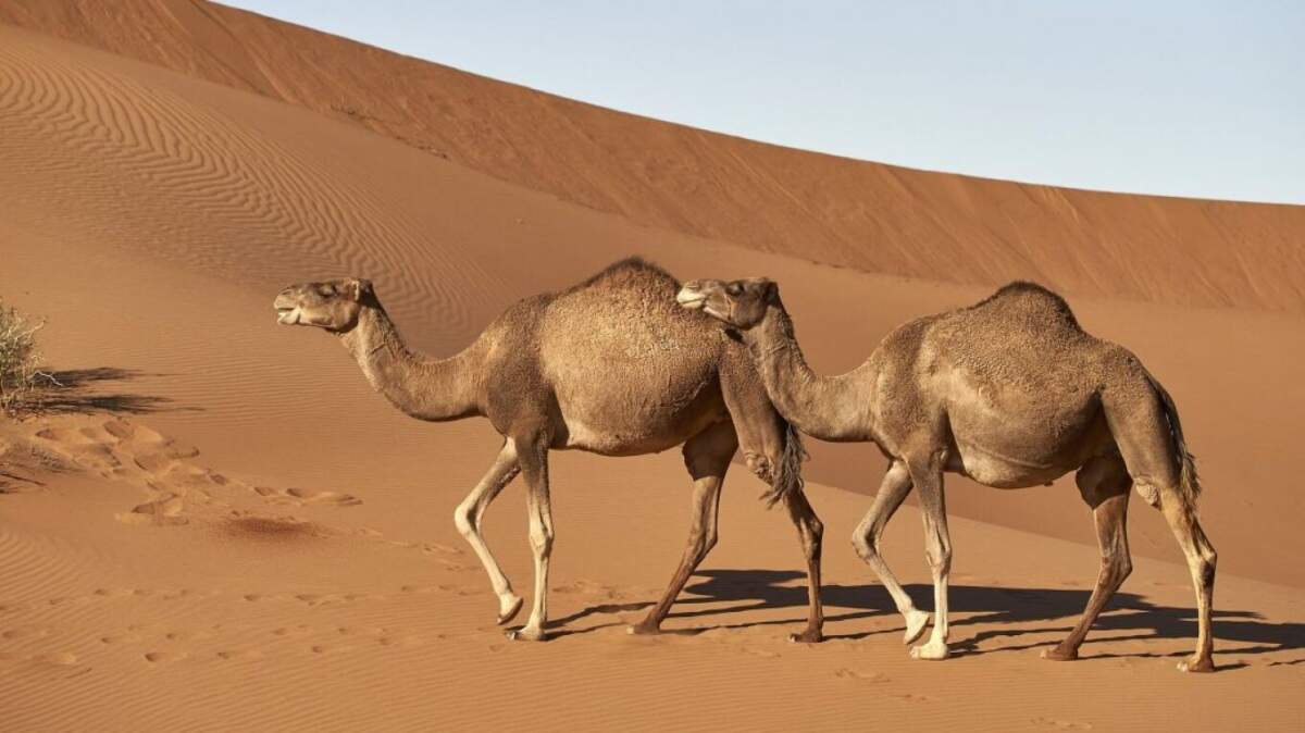 Ανησυχία για την «γρίπη της καμήλας» μετά το Μουντιάλ – Μολύνθηκαν 3 Γάλλοι ποδοσφαιριστές – Πώς κολλούν οι ασθενείς