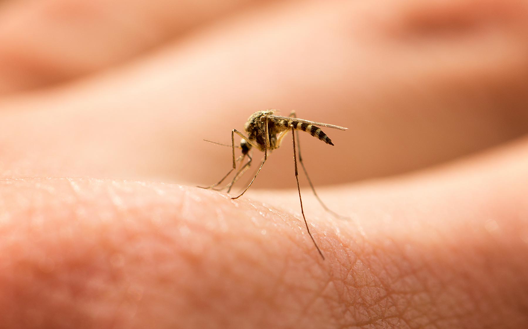 Αυξάνεται στην Ευρώπη ο κίνδυνος μετάδοσης ασθενειών από τα κουνούπια – Τι αναφέρει ο ECDC