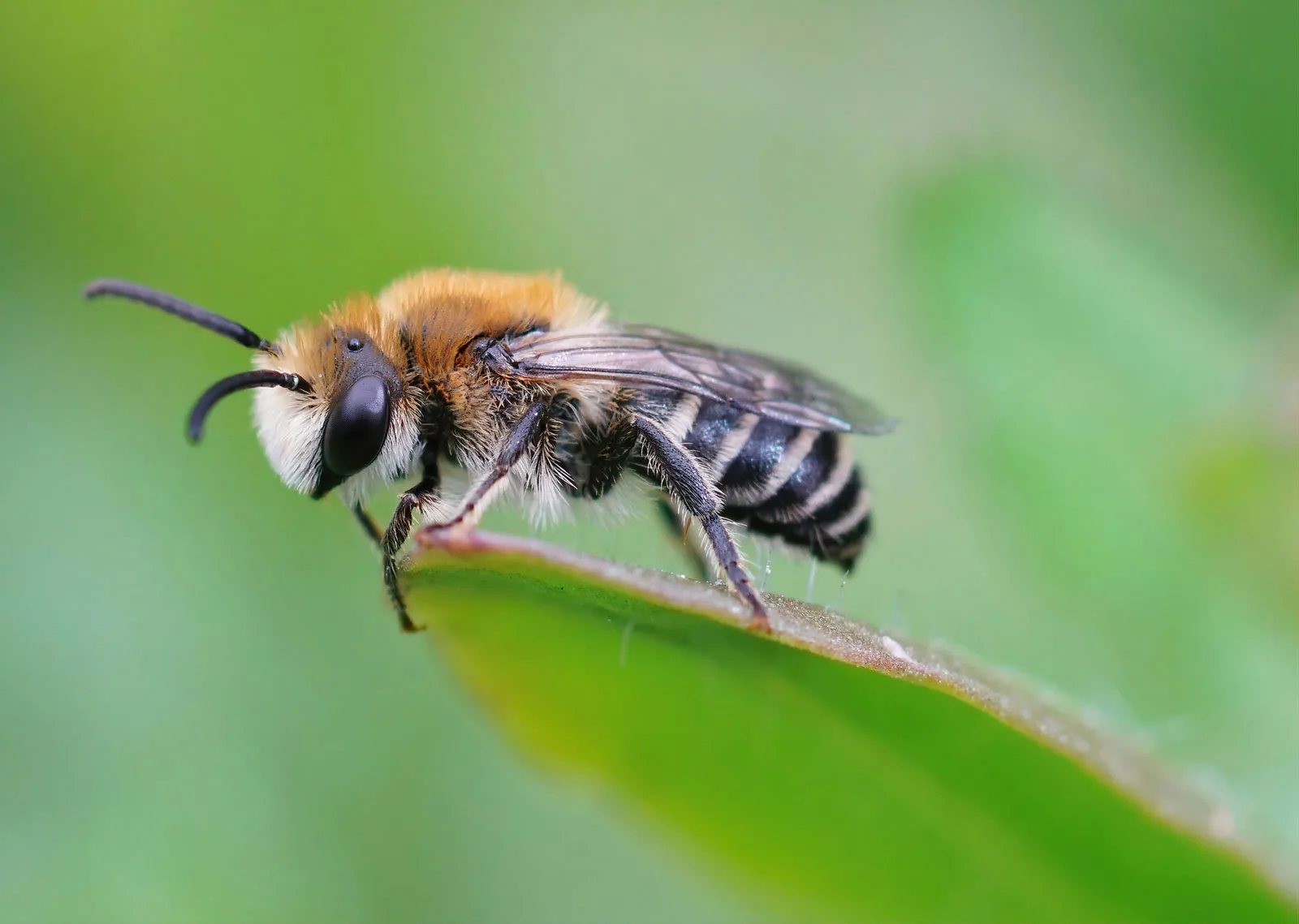 Βίντεο:Δείτε τι συμβαίνει όταν μας τσιμπάει μέλισσα – «Οι λεπίδες τραβούν προς τα κάτω τη σάρκα»