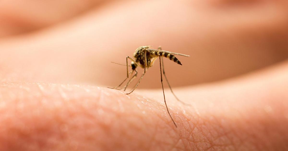 Αποκαλυπτική μελέτη: Τα κουνούπια επιλέγουν ποιους ανθρώπους θα τσιμπήσουν – Πως επηρεάζει η μυρωδιά του σώματος