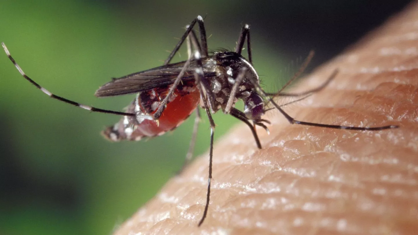 Επιστήμονες εντόπισαν βακτήριο στα κουνούπια που σταματά την μετάδοση της ελονοσίας