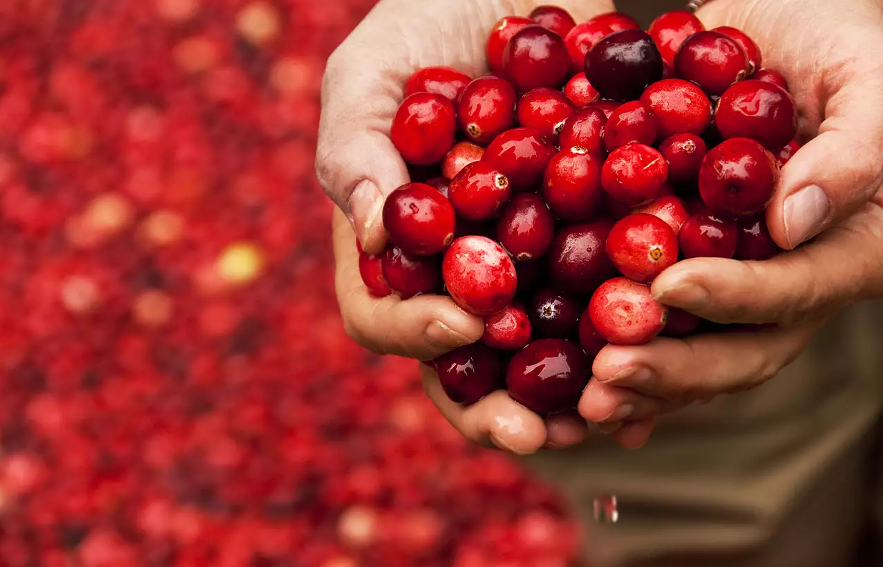 Συμπληρώματα Cranberry: Προστατεύουν από ουρολοιμώξεις; – Όσα πρέπει να γνωρίζετε