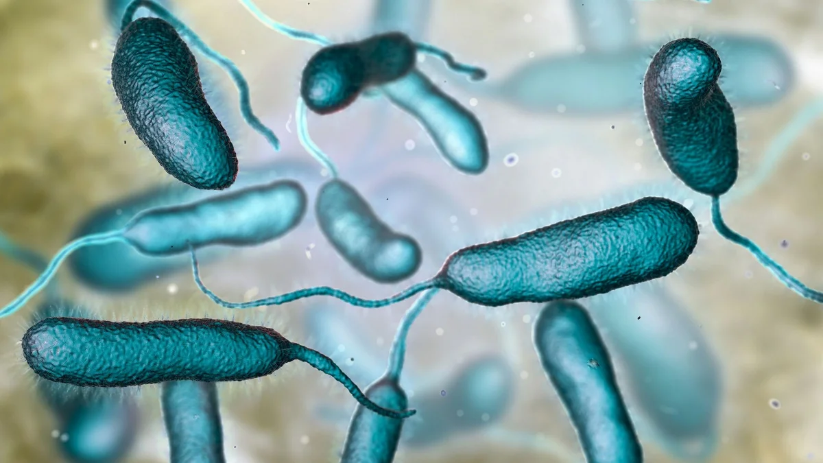 Vibrio vulnificus: Ποιο είναι το επικίνδυνο βακτήριο που προκαλεί θανατηφόρα λοίμωξη