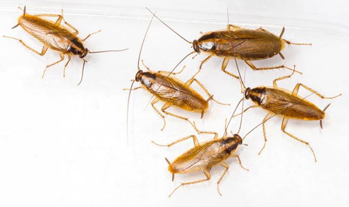 Δείτε γιατί δεν πρέπει να πατάτε τις κατσαρίδες – Ποιος είναι ο κίνδυνος