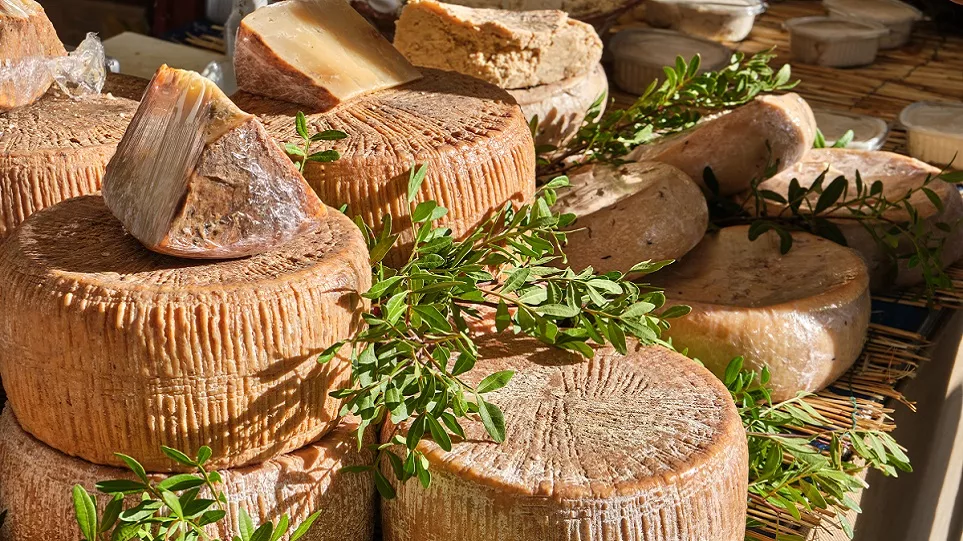 Casu Marzu: Το τυρί με τα σκουλήκια που έχει φανατικούς θαυμαστές