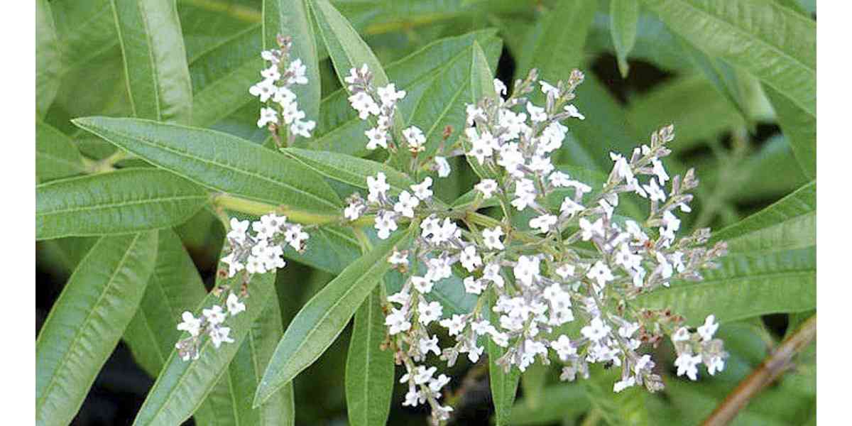 Γιατί η λουίζα αποκαλείται «φυτικό Ozempic»; – Τι να προσέξετε;