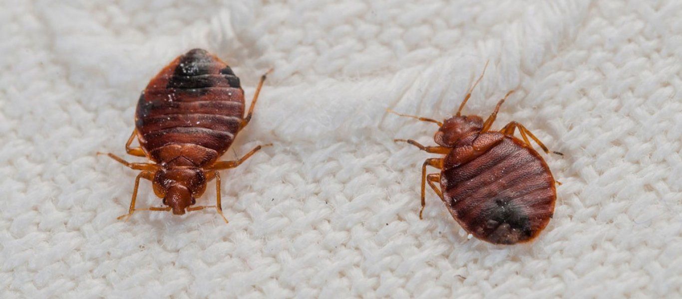 «Τα ακάρεα είναι κίνδυνος για την υγεία μας»: Μύθος ή πραγματικότητα;